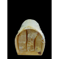 BOZYİĞİT TÜNEL KARAKOVAN BALI 3,200 GR BOZYİĞİT TÜNEL KARAKOVAN BALI 3,200 GR
